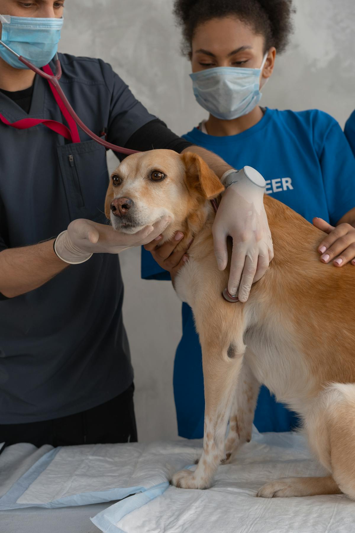 Veteriner kontrolündeki köpek