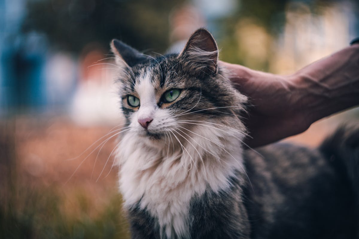 Sakin ortamda duran kedi